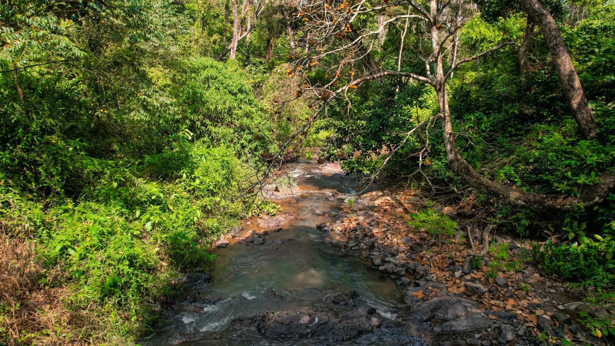 Kingmaker'S Plantation With River Stream Мадикери Экстерьер фото